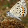 The Acomon Blue is a west coast butterfly found mostly in dry areas. It has a wing span of about 1" and is most often seen March to October.